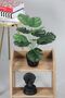 Artificial Monstera Plant with 12 Leaves in a Black Pot, 45 cm - 2