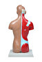 İnsan Vücudu Modeli 27 Cm - 4