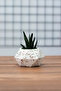 OFFICE SET PEN HOLDER POT NOTE TAKER NOTEBOOK HOLDER Paper Clip Business Card Holder CACTUS - 5