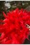 Name Writable Bridal Fan, Henna Night Red - 2
