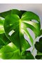 Monstera Delicious 60-80 Cm - 2