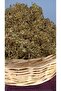 Madimak Dried 250 g - 2