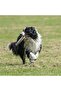 Thank You for Your Kindness. ®   Both Educational and Fun Round Lightly Weighted Dog Frisbee Toy - 5