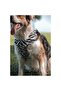 Shadow Soft - Dog Collar - 3
