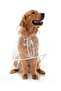 Otso Transparent Large Breed Raincoat - 2