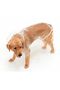 Otso Transparent Large Breed Raincoat - 4