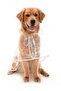Otso Transparent Large Breed Raincoat - 3