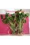 Hydrocotyle verticallite - 2