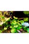 Hydrocotyle verticallite - 3