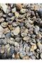 Real Seashell - Big Nassa - Without Hole - (50Gr, Avg. 65 Pieces) - 2