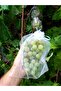 Grape Fruit Protection Bag, Medium Size Grape Tulle Bag, 50 Pieces (15X24 cm), Grape Bag - 4