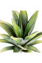 صبار صناعي أخضر عصاري 14 سم - 3