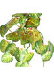 Artificial Plant Living Room Vine Red-Green 35 Cm. - 2