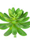 صبار صناعي أخضر عصاري 11 سم - 2