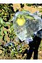 Grape Fruit Protection Bag, Medium Size Grape Tulle Bag, 50 Pieces (15X24 cm), Grape Bag - 7