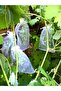 Grape Fruit Protection Bag, Medium Size Grape Tulle Bag, 50 Pieces (15X24 cm), Grape Bag - 8