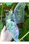 Grape Fruit Protection Bag, Medium Size Grape Tulle Bag, 50 Pieces (15X24 cm), Grape Bag - 2