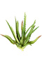 Cactus Artificial Suculent Verde 23 Cm - 3