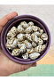 Real Seashell - Maculosus Pulchra - Without Holes - (60Gr, Avg. 35 Pieces) - 2