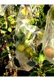 Grape Fruit Protection Bag, Medium Size Grape Tulle Bag, 50 Pieces (15X24 cm), Grape Bag - 3