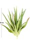 Cactus Artificial Suculent Verde 23 Cm - 4