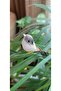 12 Artificial Birds, Artificial Decor, Potted Accessory, Tiny Bird, 8 cm