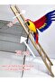 Ladder for Jako and Larger Parrots
