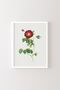 Flowers - White Frame