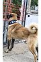 Large Leather Kangal Dog Collar Without Bell Model Genuine Buffalo Leather - 7