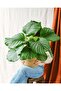 Calathea Orbifolia