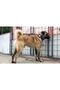 Large Leather Kangal Dog Collar Without Bell Model Genuine Buffalo Leather - 5