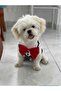 Cat Dog Tuxedo Athlete - 4