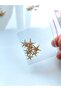 Tiny Sea Stars : 0.5 - 1.5 cm / 10 Pcs - 3