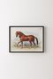 Vintage Horse Illustration - Black Frame