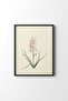 Black Hyacinth Corals - Frame Design