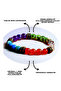 Aquarius Natural Stone Bracelet - Hematite - Jade - Amethyst - Crystal Quartz - Blue Agate - 2