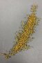Mustard Yellow Deren Bridal Tiara and Hair Accessory - 5