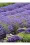 Lavender Oil / Lavender Oil 20ml - 5