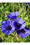 Blue Anemone Oil / Blue Anemone Oil 20ml - 2