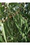 Eucalyptus Oil / Eucalyptus Oil 20ml - 2