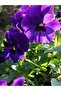 Violet Oil / Violet Oil 20ml. - 3
