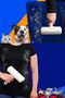 Pet Hair Bristle Cleaner Roller with Chamber Cat Hammock/Cat Nest/Cat Honeycomb Bed Cleaning - 7