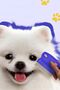 Cat and Dog Flea Comb, Stainless Steel Cat and Dog Washing Brush, Hair Remover, Scratching Board - 6