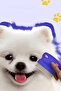 Lice Comb Set Cat Flea Comb Brush Cat Hair Collection Lice Shampoo Flea Powder - 6
