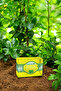 Marjoram Oil Tea Tree Tea Tree Soap 140g X 3 Pcs Pore Firming Natural Soap - 4