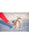 Collar Liker Cord 5 Small Breed and Puppy Training Toy 5 cm - 3