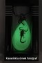 Green Color Scorpio Fossil Keychain Model 4 - 2