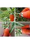 Practical Thumb Protector Gloves Vegetable Fruit Peeler Cutting Sorter Silicone Apparatus - 5