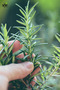 Pure Rosemary Oil Glass Bottle with Dropper - 5