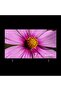 7 serisi A75 D 790 B / 75'' 4K Smart Android TV
